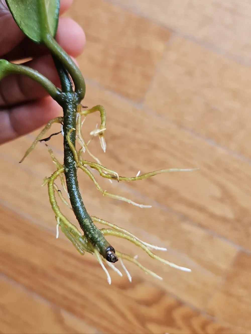 Hoya DALTON HENRY Variegata Plant  Cutting Well Rooted, Texture Leave, Ready